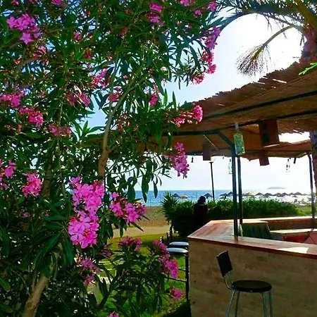 Palmiye Özdere