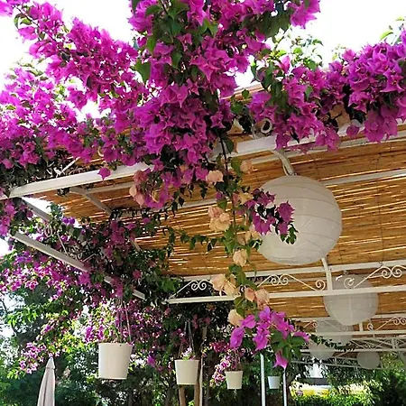 Palmiye Özdere