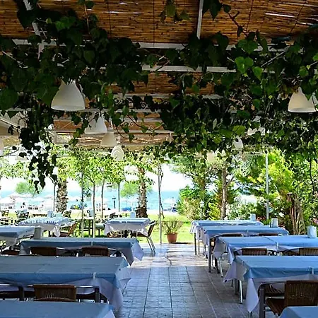 Palmiye Özdere